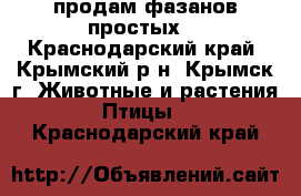 продам фазанов простых. - Краснодарский край, Крымский р-н, Крымск г. Животные и растения » Птицы   . Краснодарский край